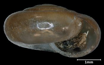Media type: image;   Malacology 32551 Aspect: apertural